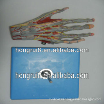 Muscles of Hand model with Main Vessels and Nerves,hand model